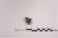 藏品(羊角衣屬)的圖片